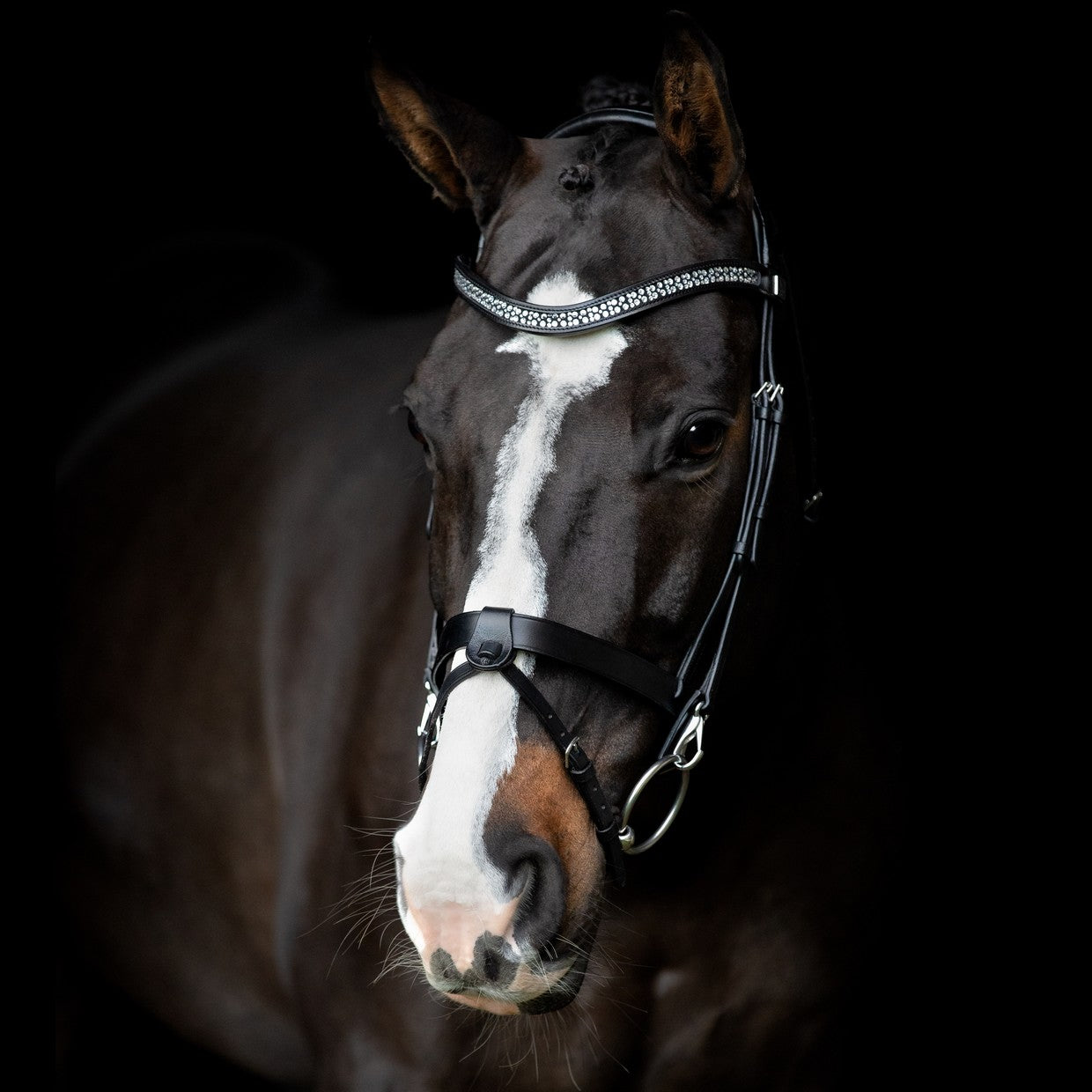 Calegro Bridle by SD Design pony size