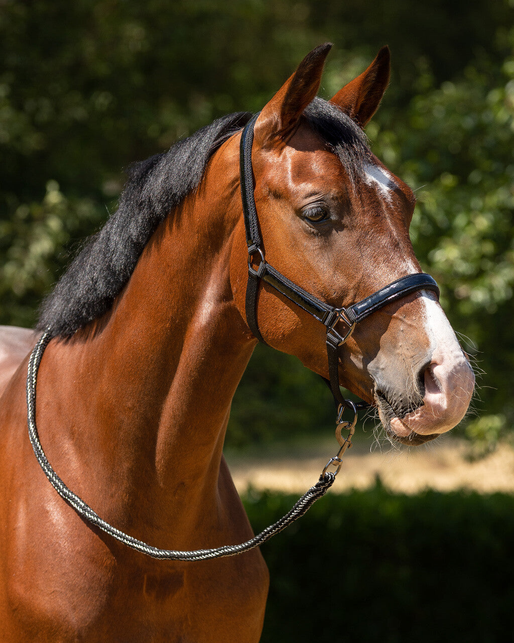 Djune Head collar by QHP (halter)