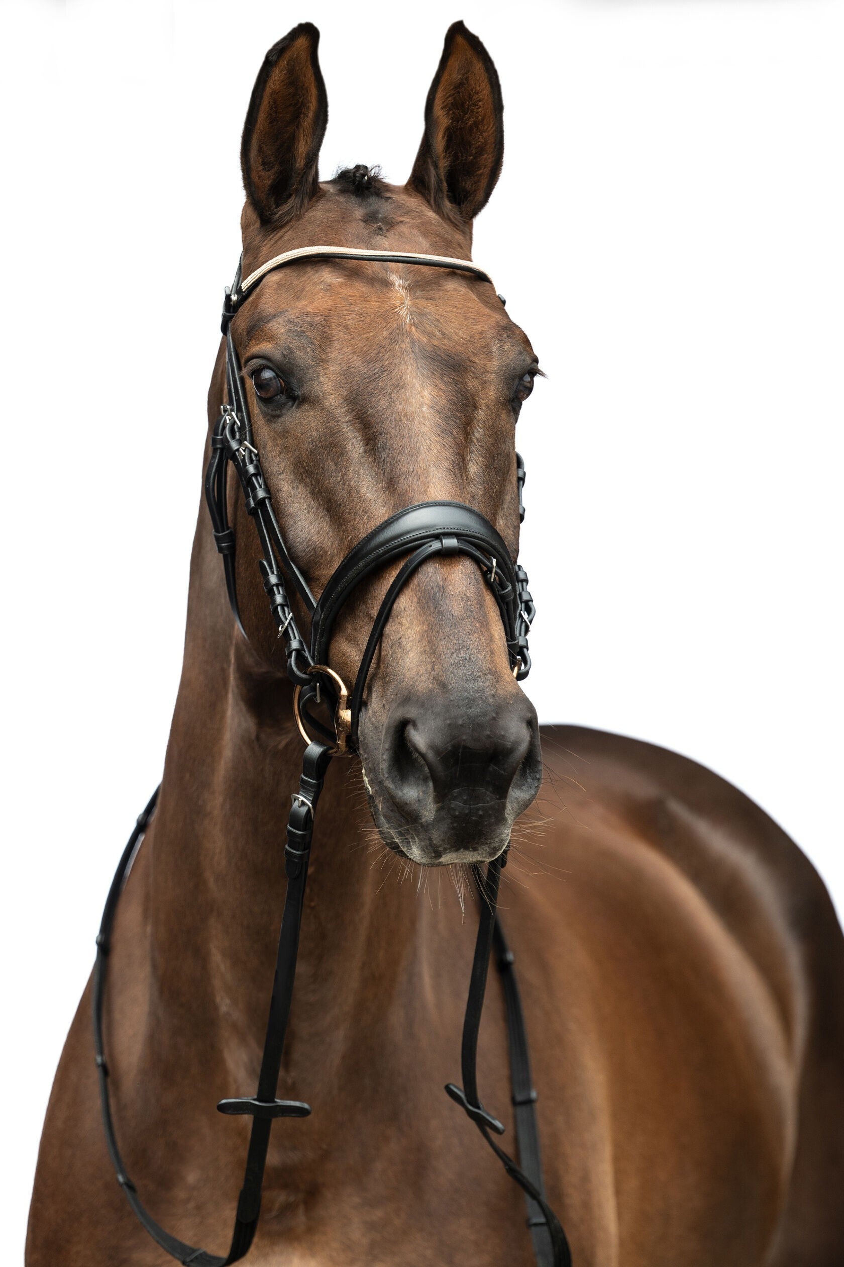 HKM Kopenhagen Bridle in Cob and Pony Size.