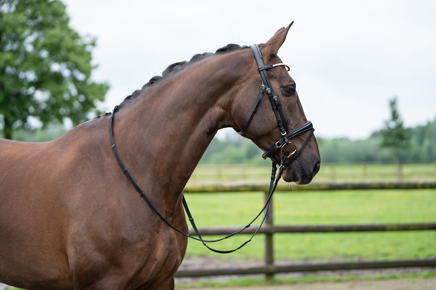 HKM Kopenhagen Bridle in Cob and Pony Size.