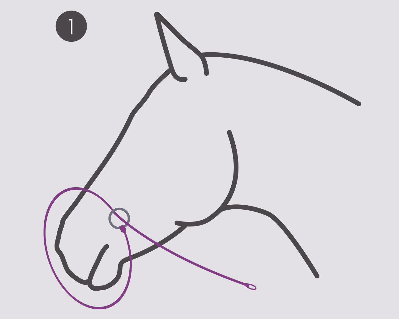 Photography Halter by QHP