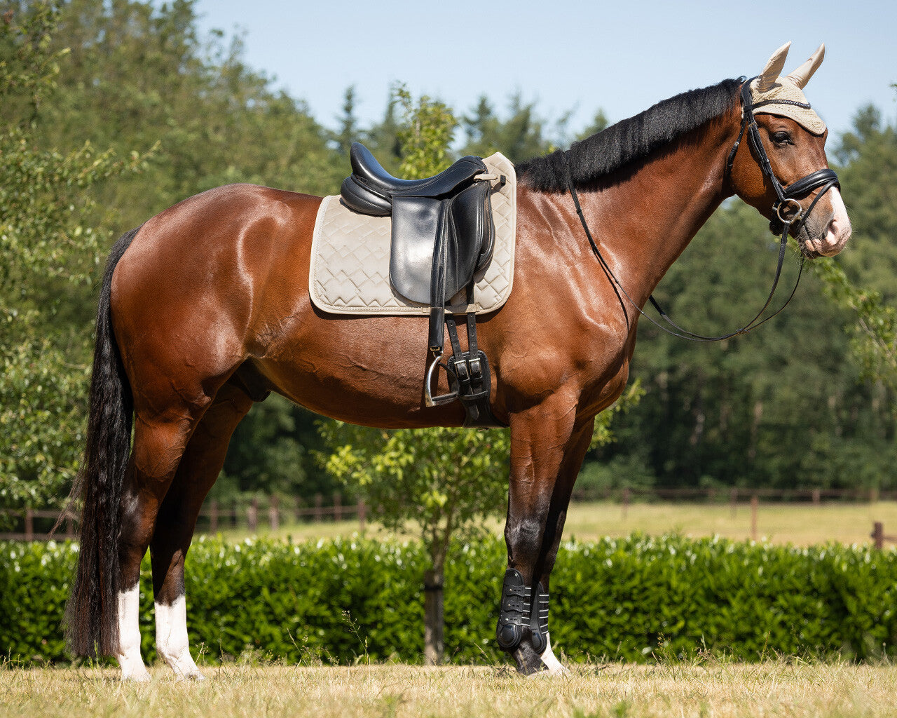 Saddle Pad Fading by QHP