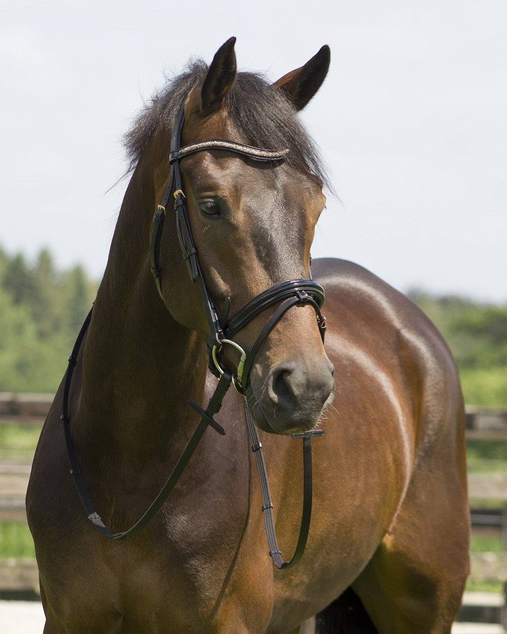 Bridle Amor Rose Gold