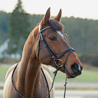 Horze Weston Shetland Snaffle bridle