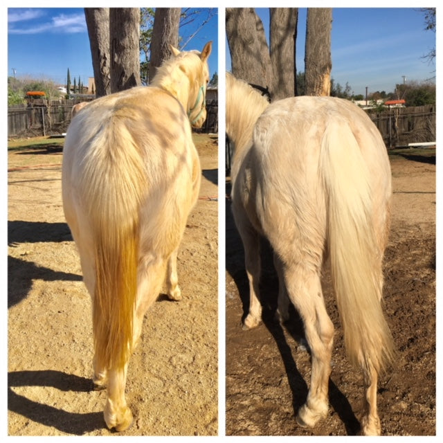 Knotty Horse Apricot Oil Brightening Shampoo