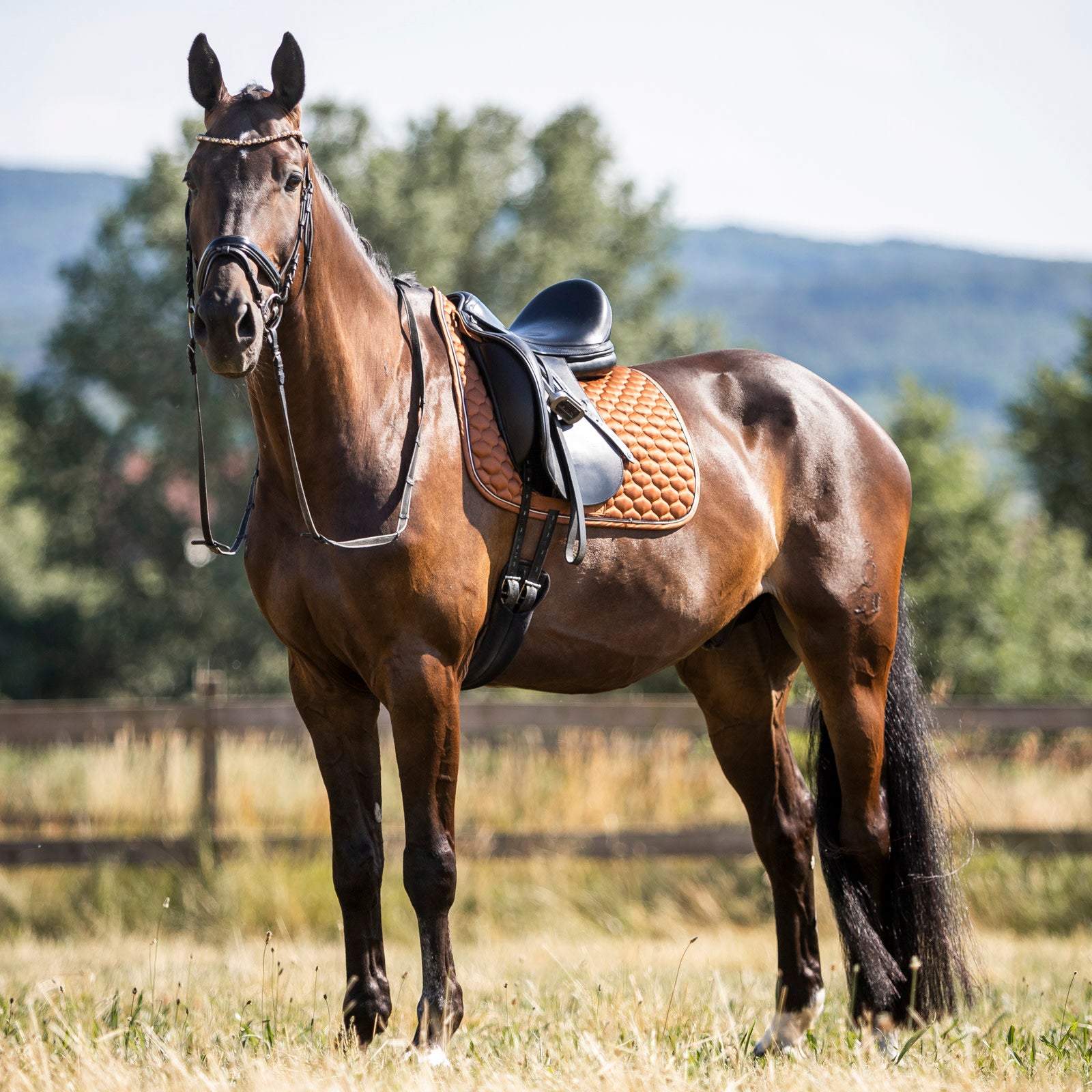 Horze Sandnes Dressage Saddle Pad