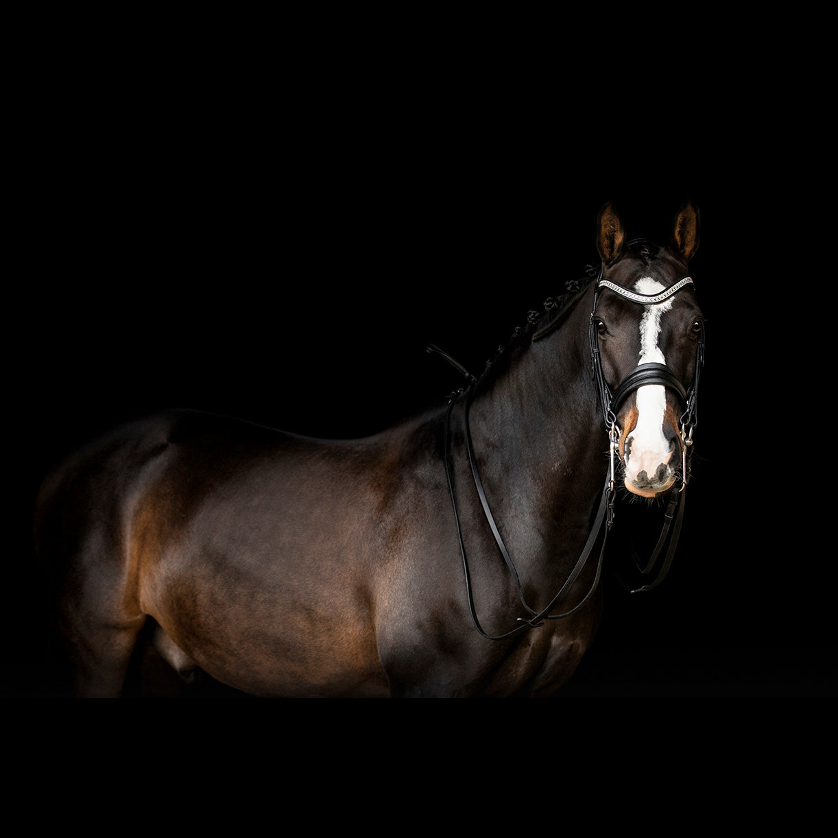 SD Design Silvano Double Bridle full Size