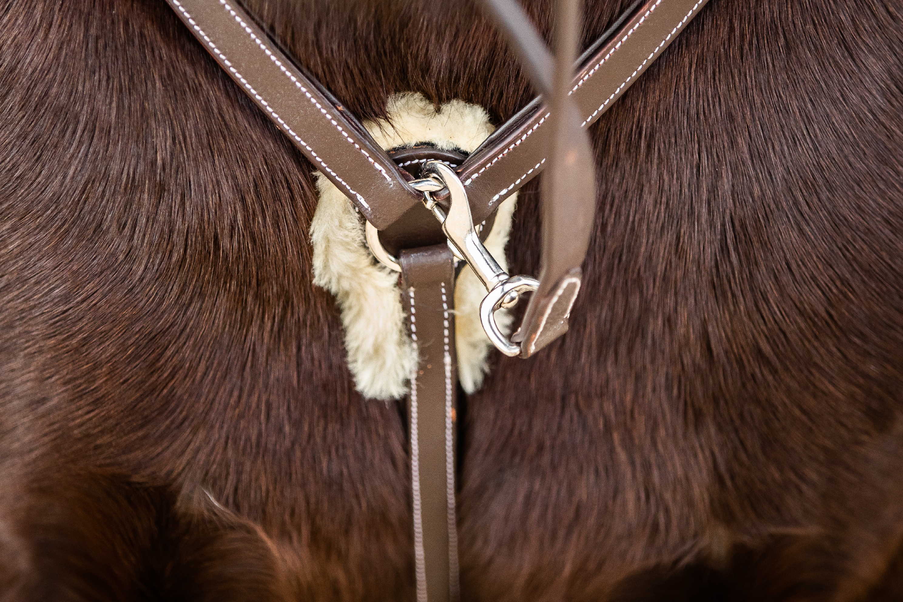 HKM Breastplate/martingale with Lambswool