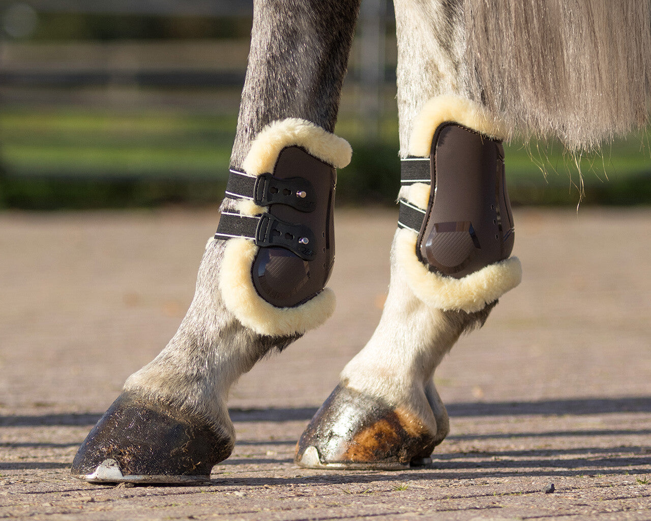 CARBON PRO YOUNG Fetlock - Zandonà