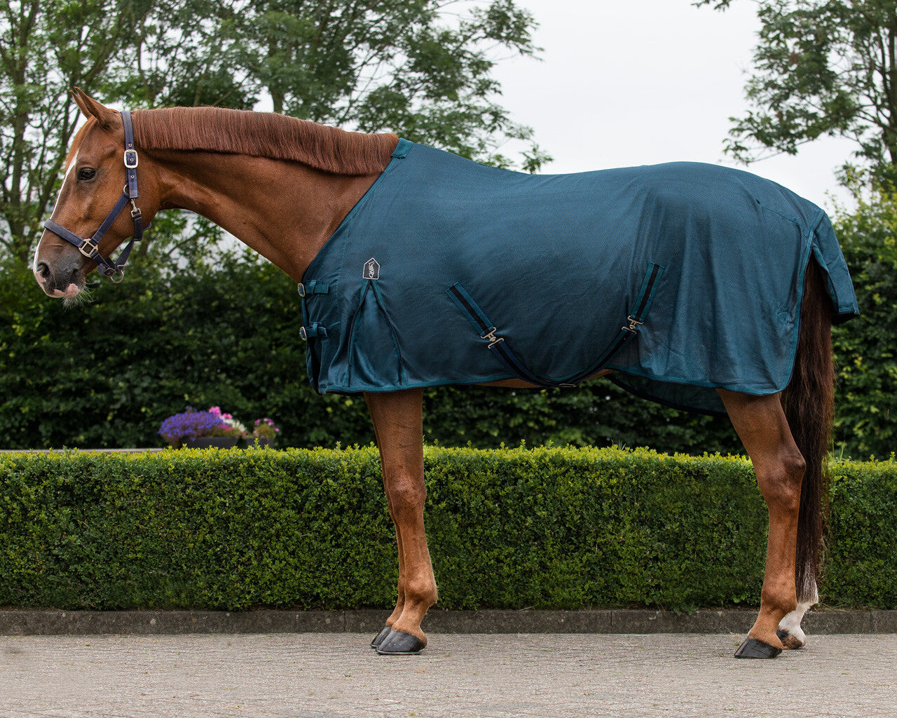 Basic Fly Sheet by QHP