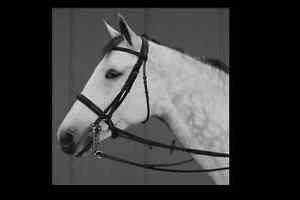 Thinline Weymouth Pony Cob Bridle 