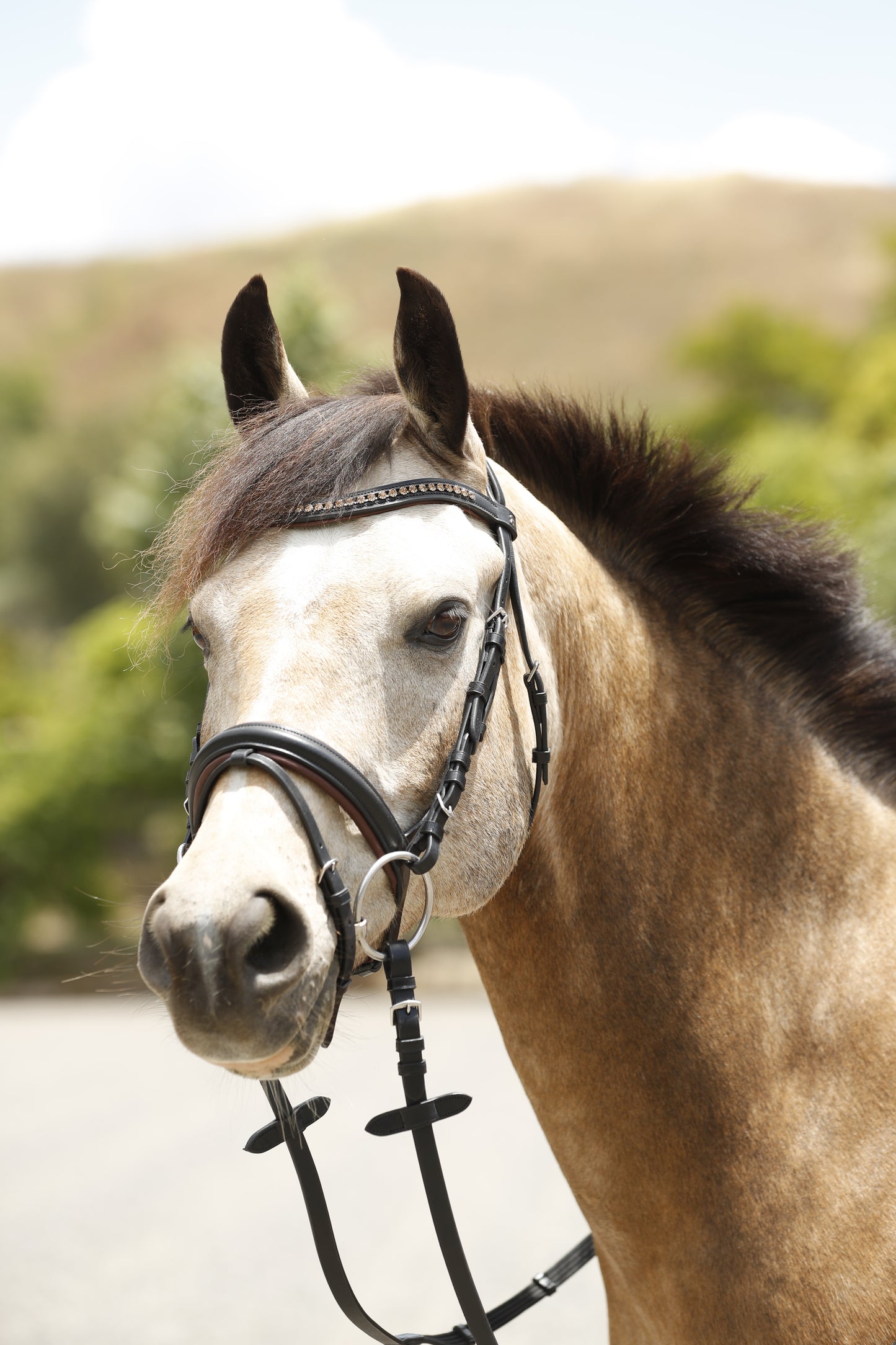 Two-tone Stallmeister Bridle by Dobert