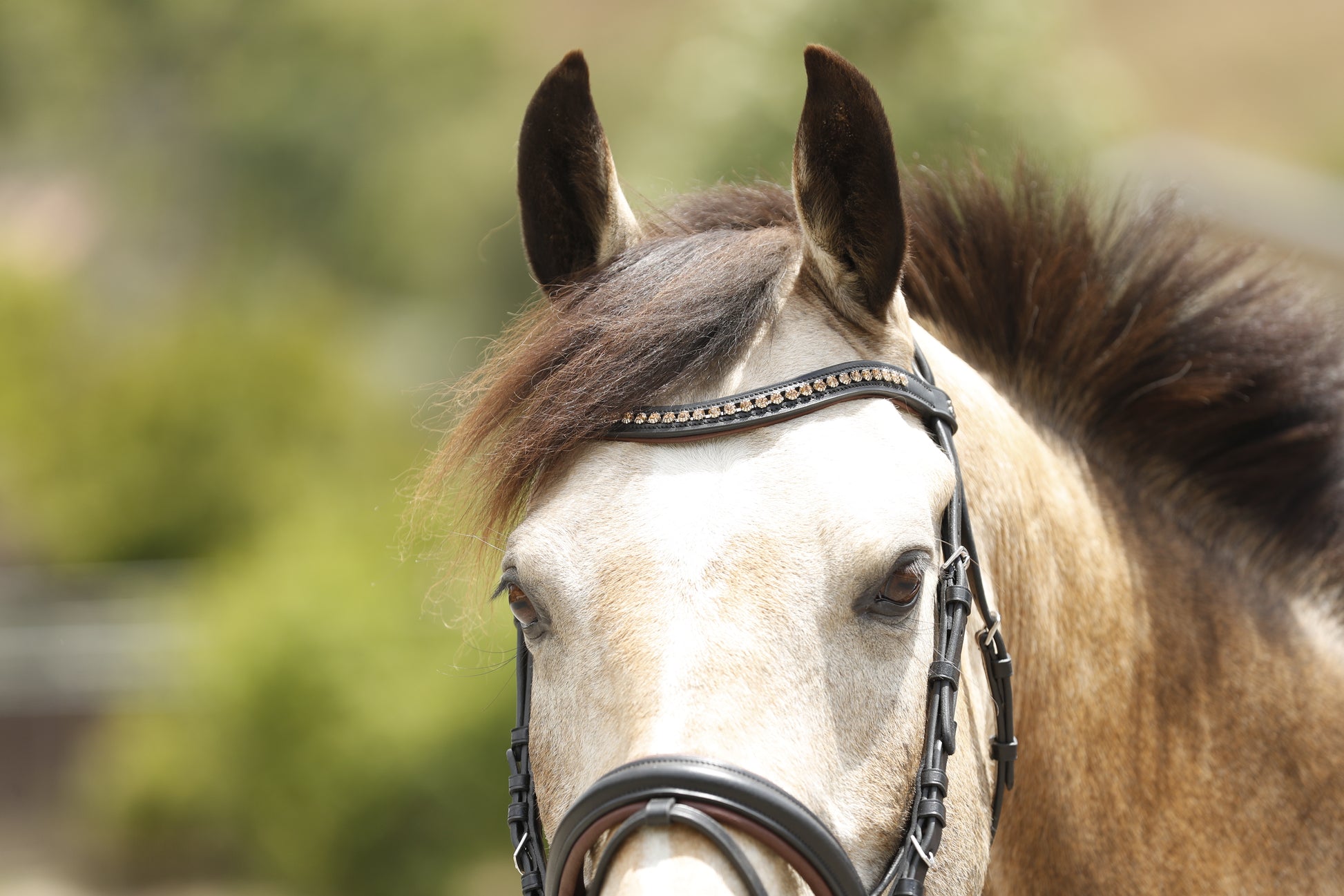 Two-tone Stallmeister Bridle by Dobert