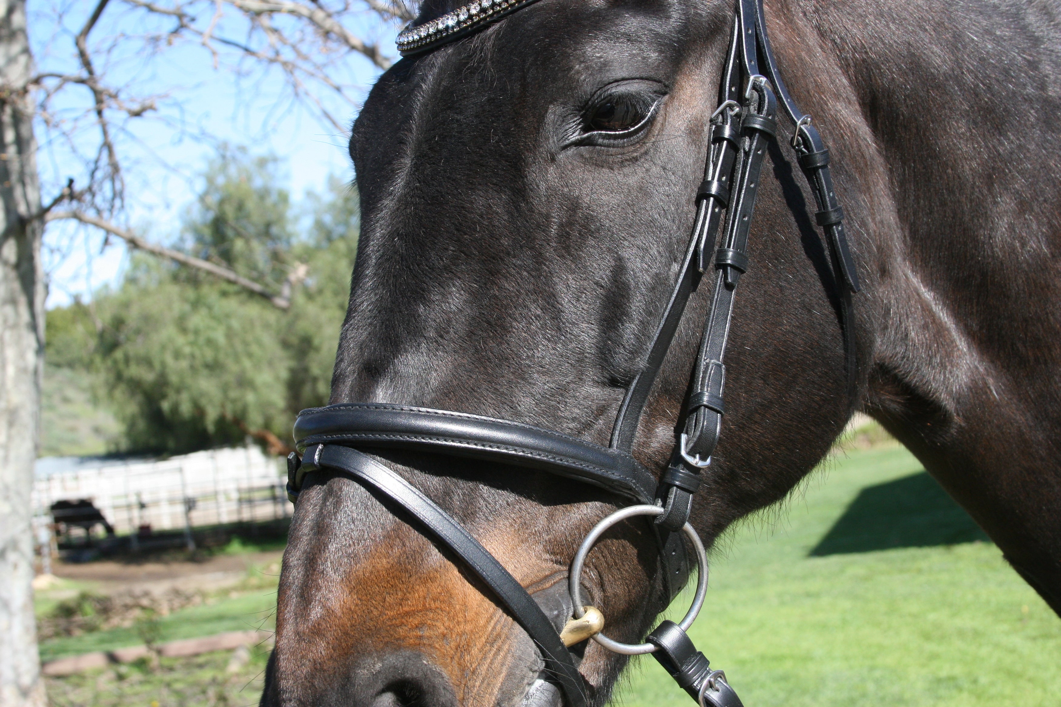 Classic Plain Snaffle Bridle by Dobert