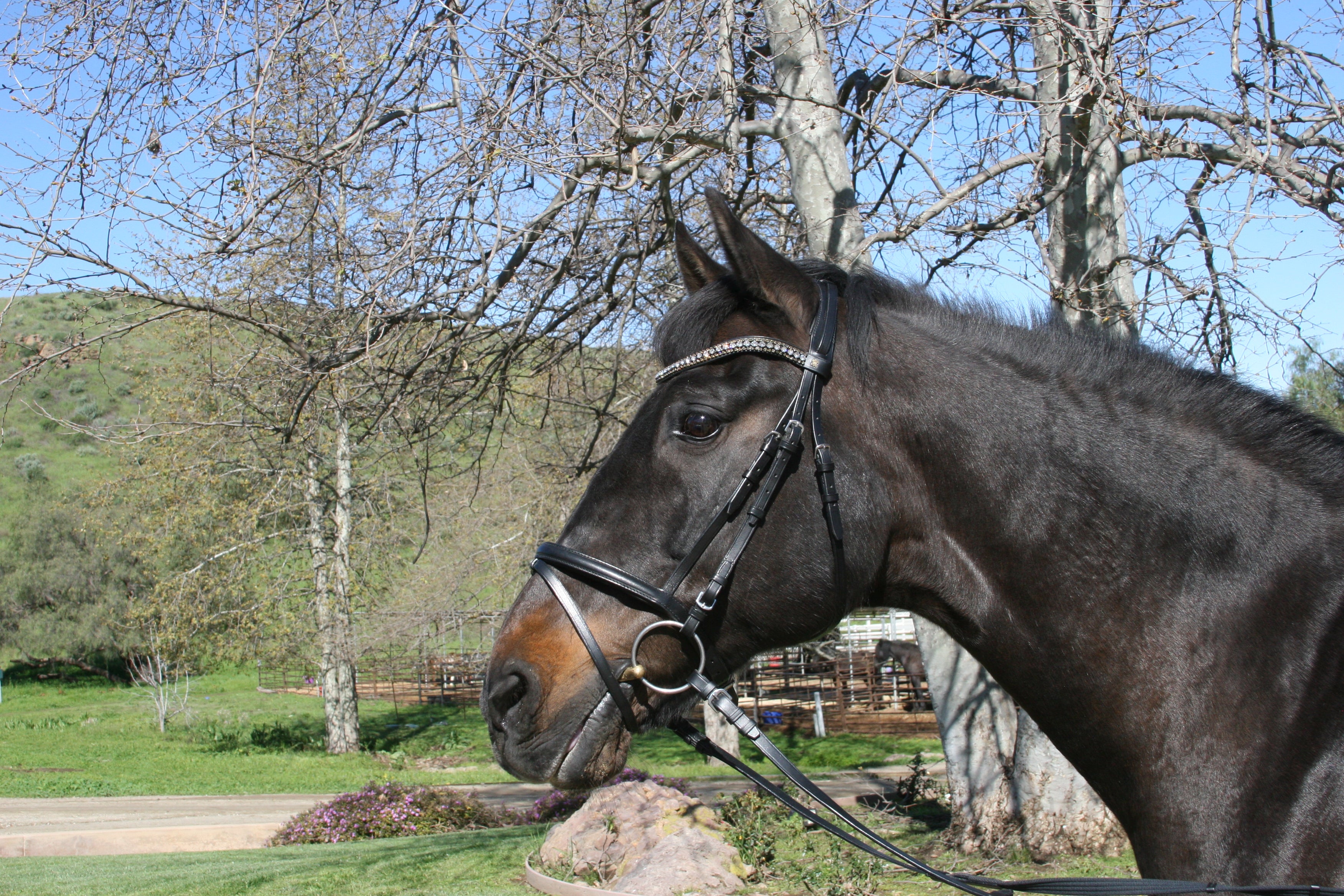 Classic Plain Snaffle Bridle by Dobert