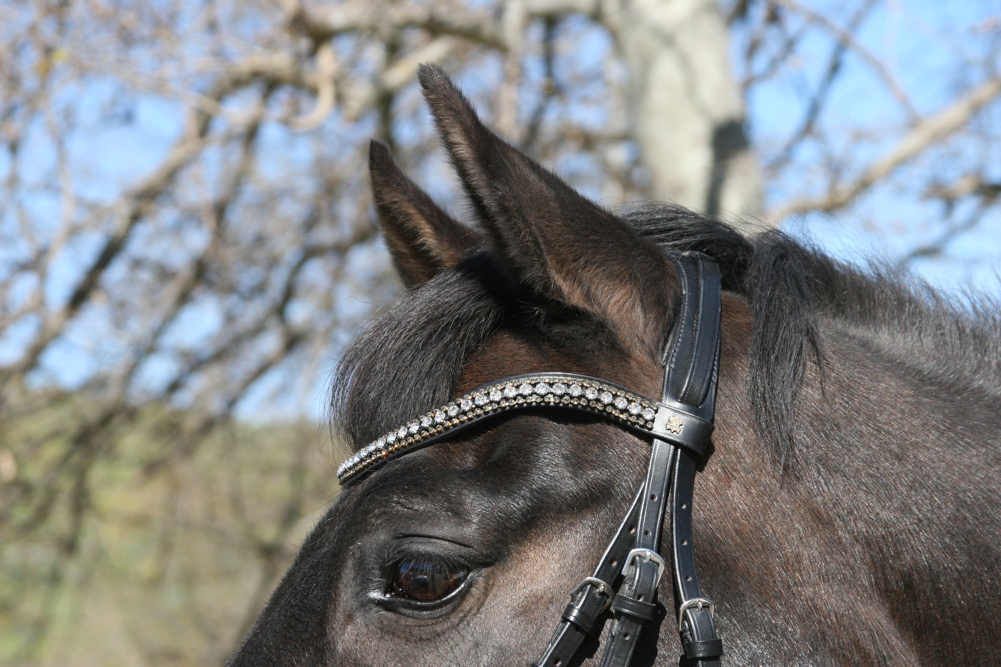 Classic Plain Snaffle Bridle by Dobert