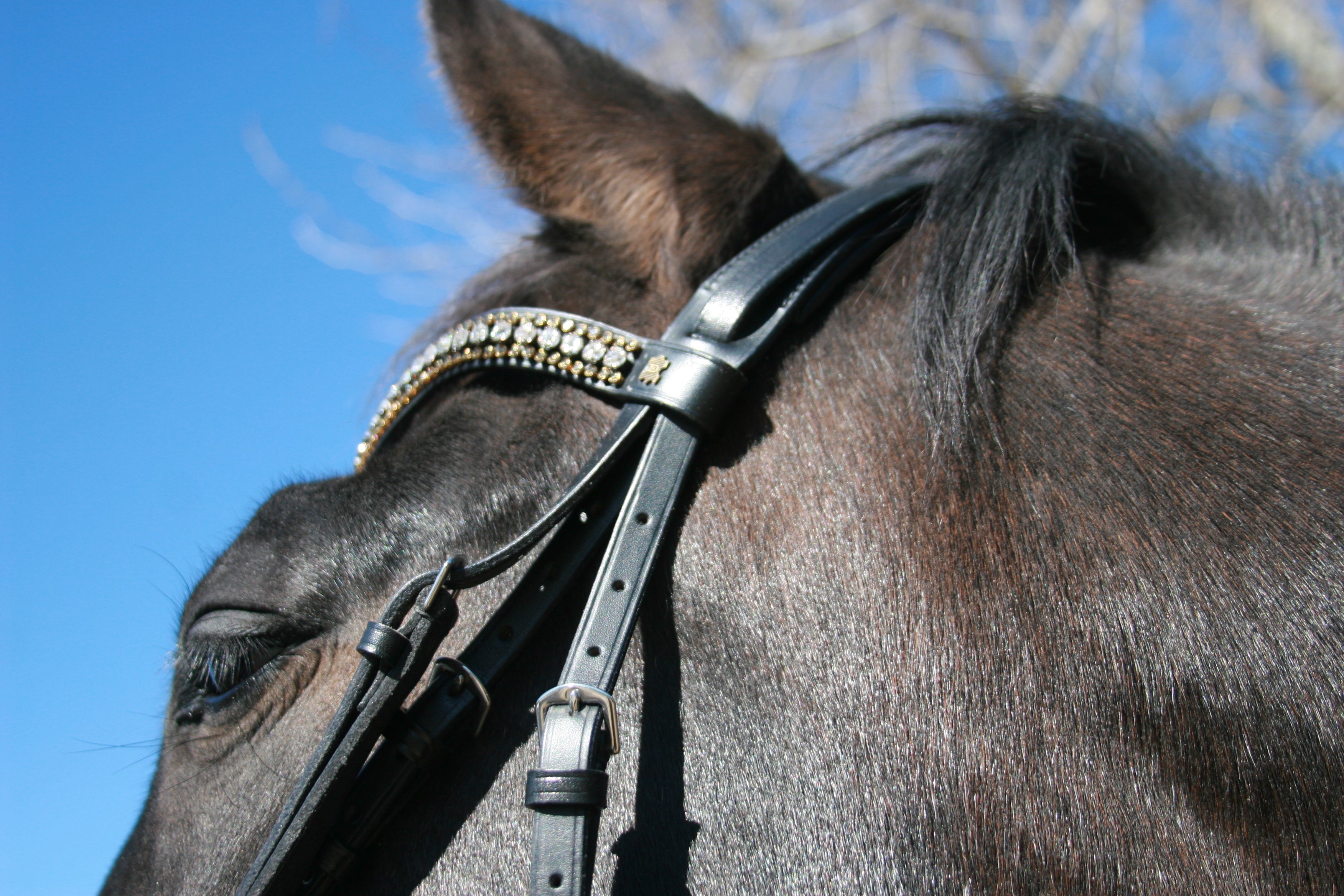 Classic Plain Snaffle Bridle by Dobert