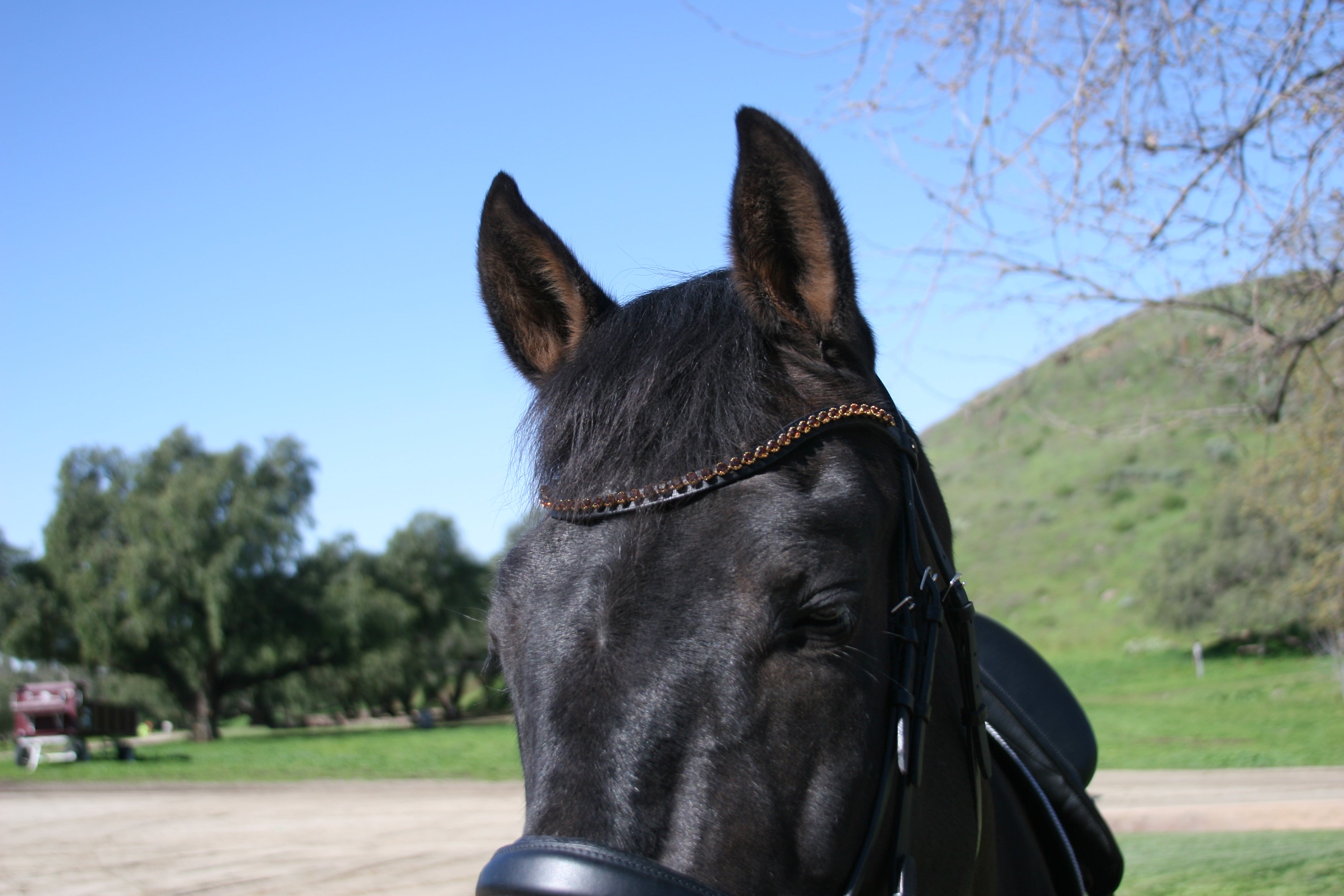 Classic Plain Snaffle Bridle by Dobert