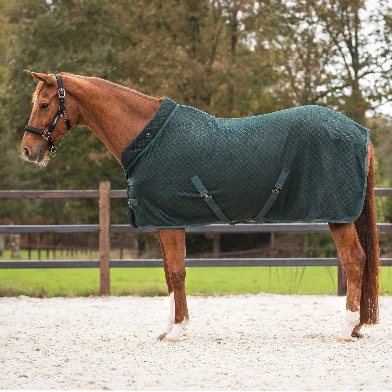 Show Rug Avelie by QHP