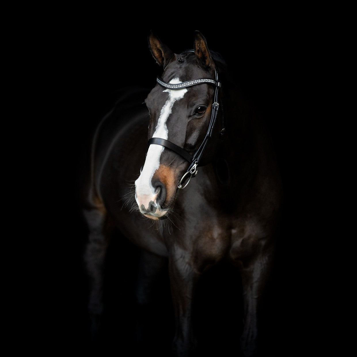 Calegro Bridle by SD Design pony size