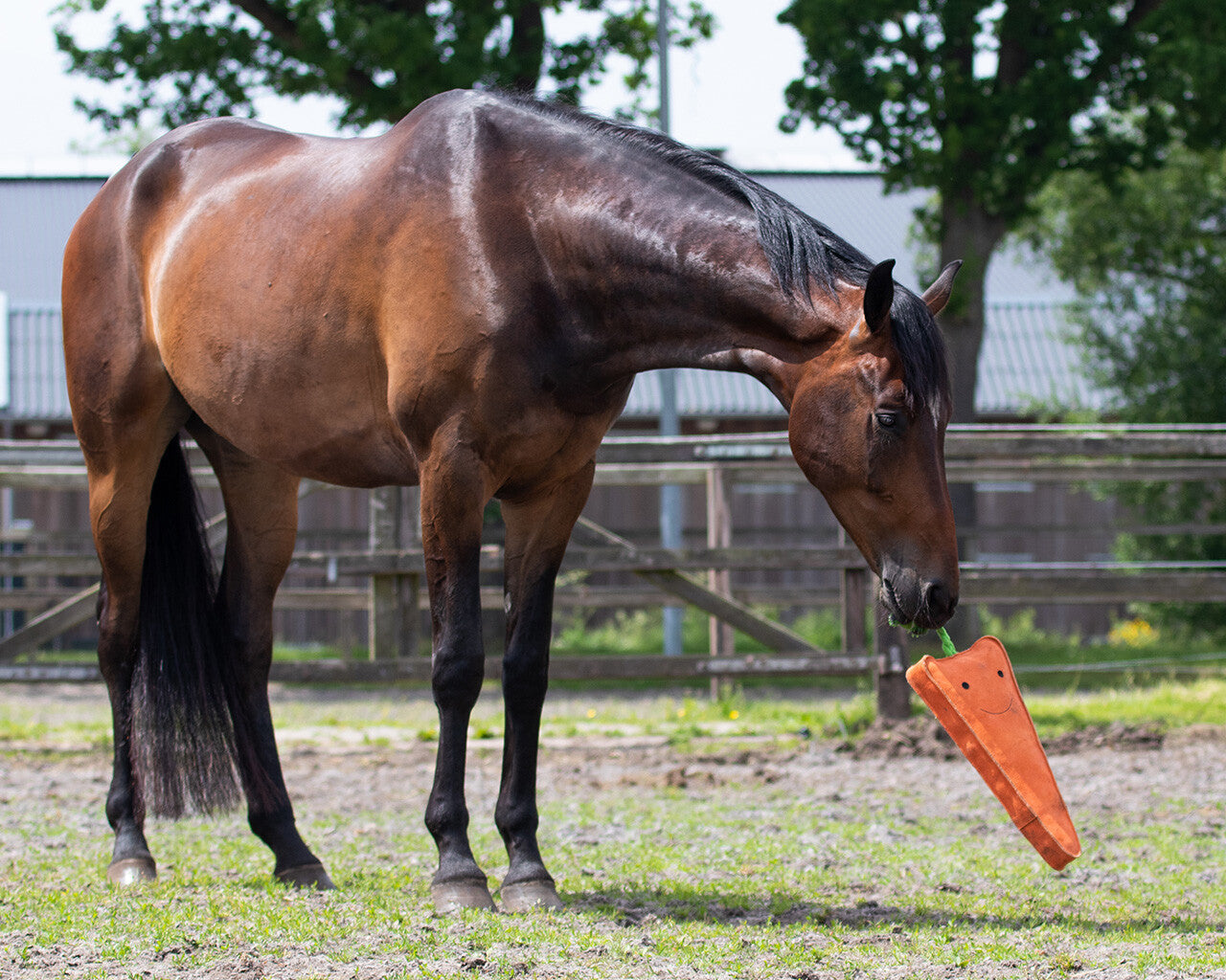 Horse Carrot Toy XL