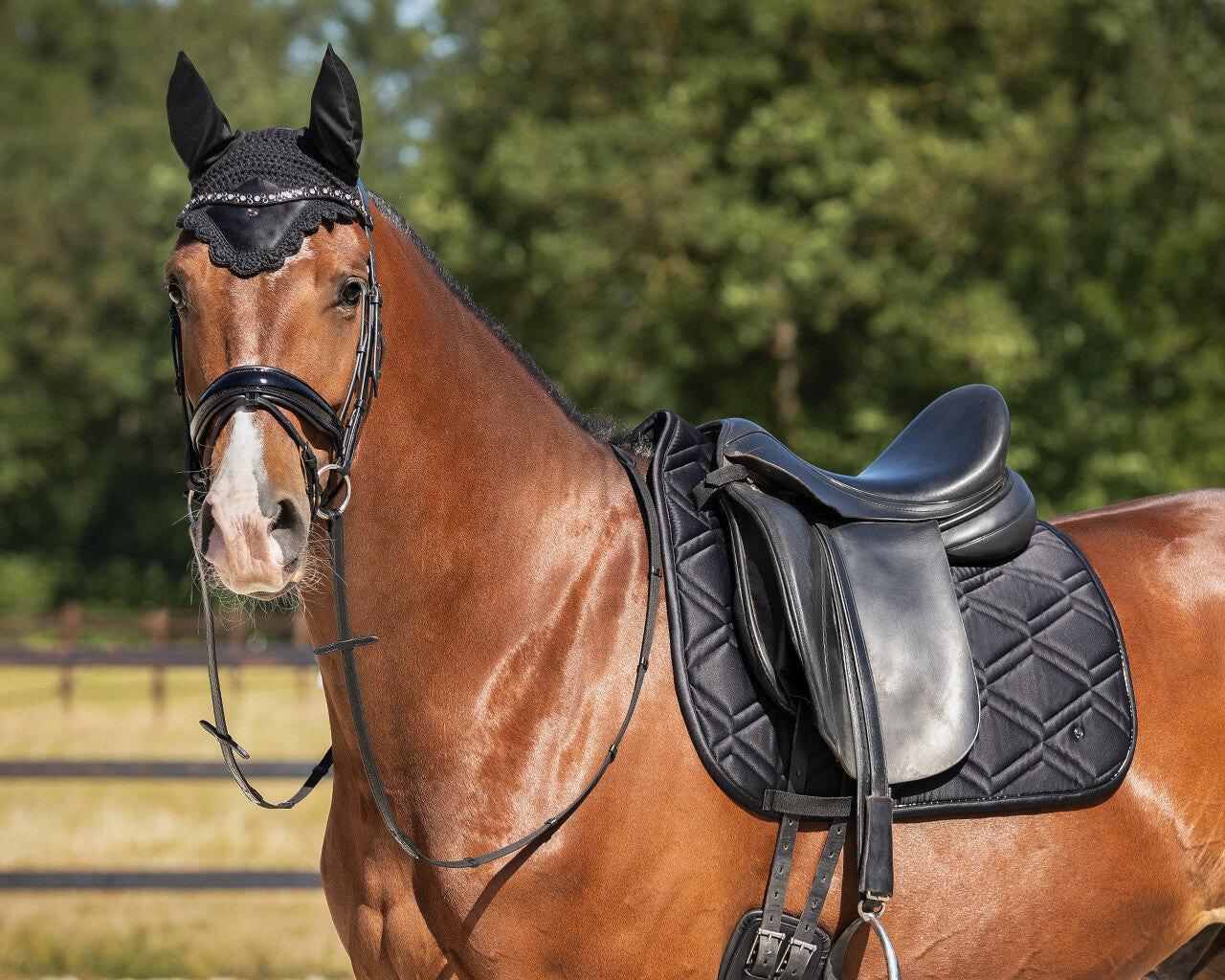 QHP Pony Bridle Djune