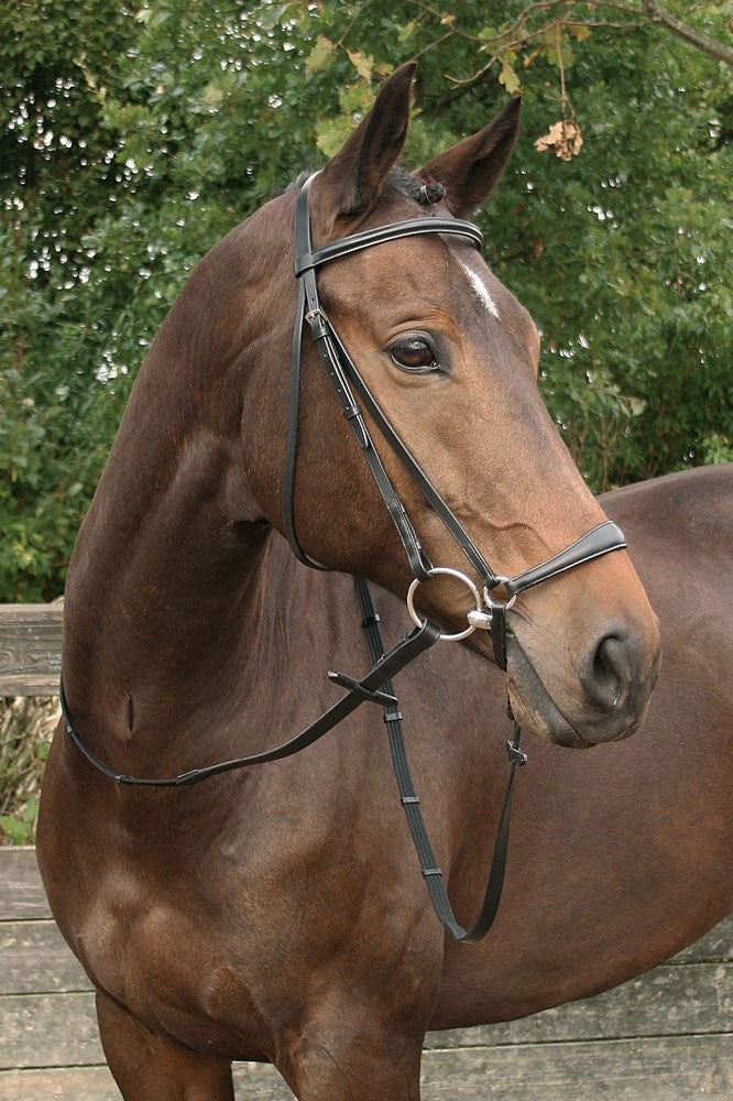 Drop Noseband Bridle