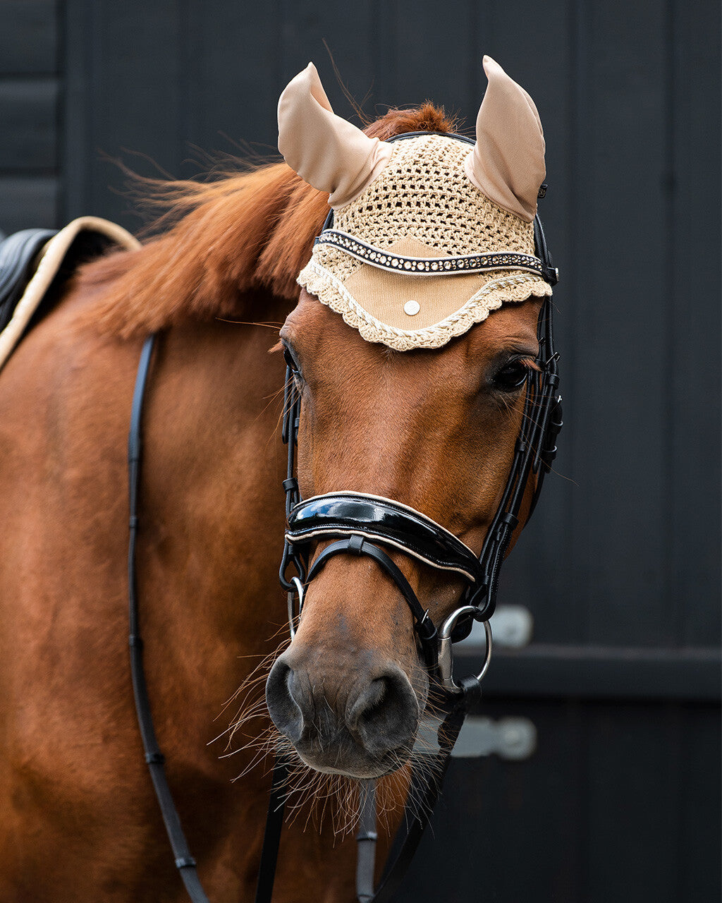 QHP Bridle Orlando Black and taupe Cob and full sizes