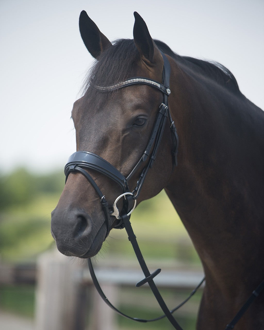 Bridle Sita by QHP cob and pony