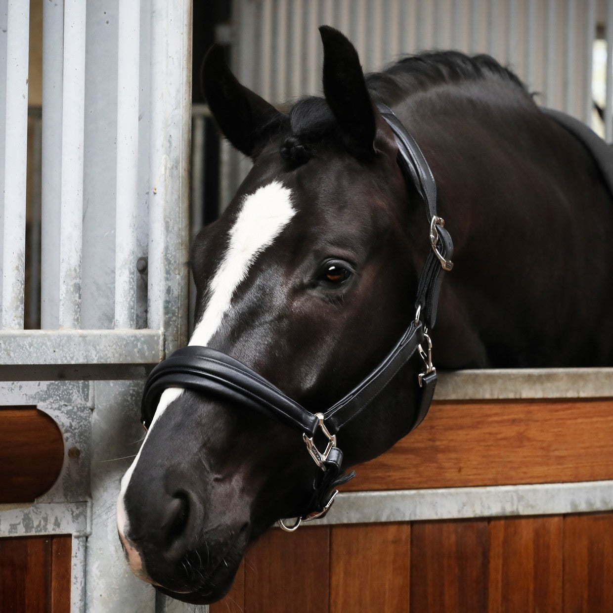 SD Design Super Soft Halter Pony Size