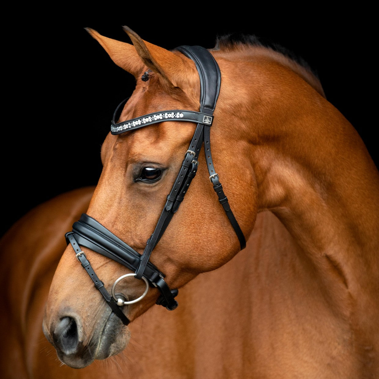 Vivaldi Bridle by SD Design