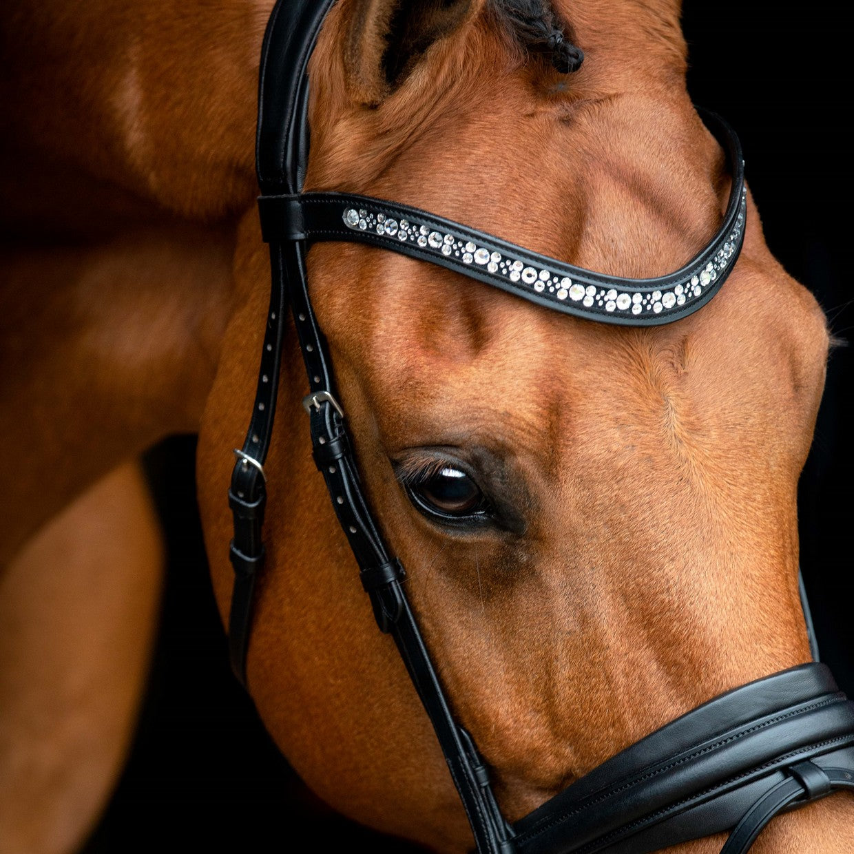 Vivaldi Bridle by SD Design