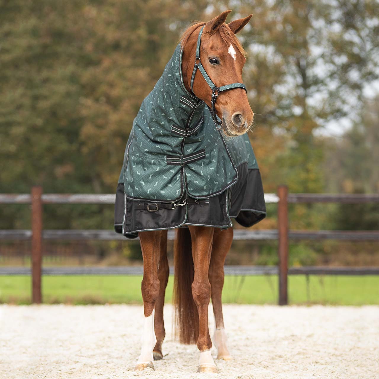 Turnout rug with detachable neck by QHP