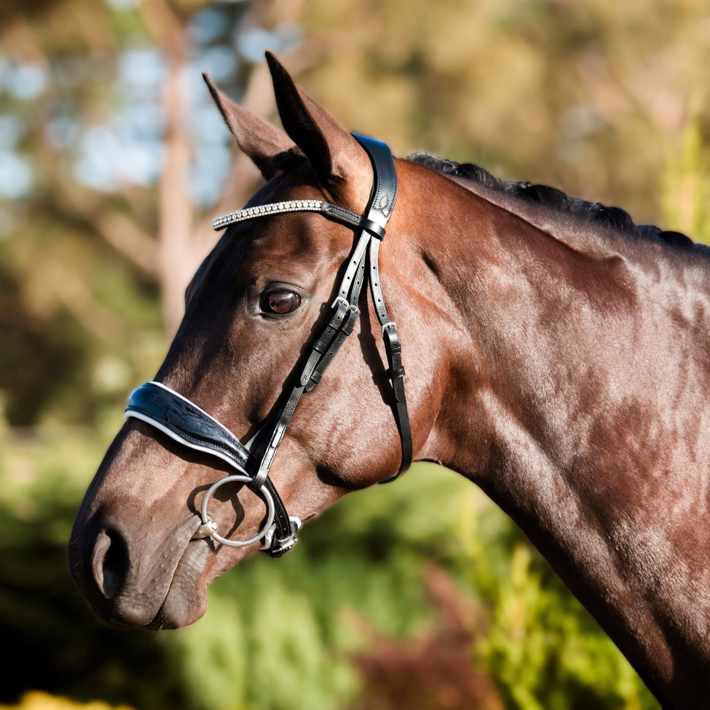 Adeline Bridle without flash by Lumiere cob size