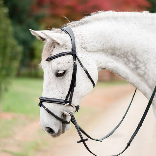 Amour Bridle Black by Lumiere cob size