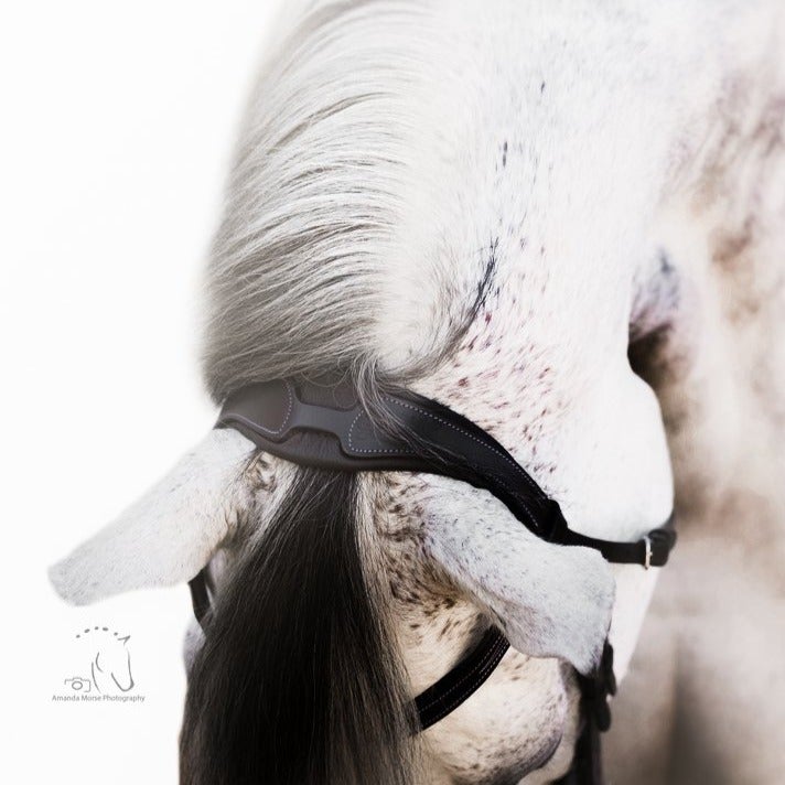 Amour Bridle by Lumiere cob size