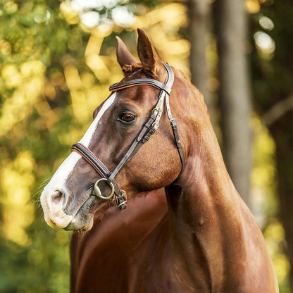 Amour Bridle Brown by Lumiere cob size