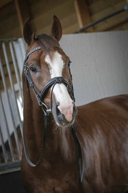 Penelope Daily Bridle Cob and Full Size