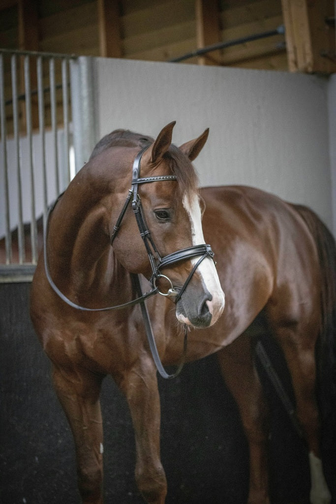 Penelope Daily Bridle Cob and Full Size