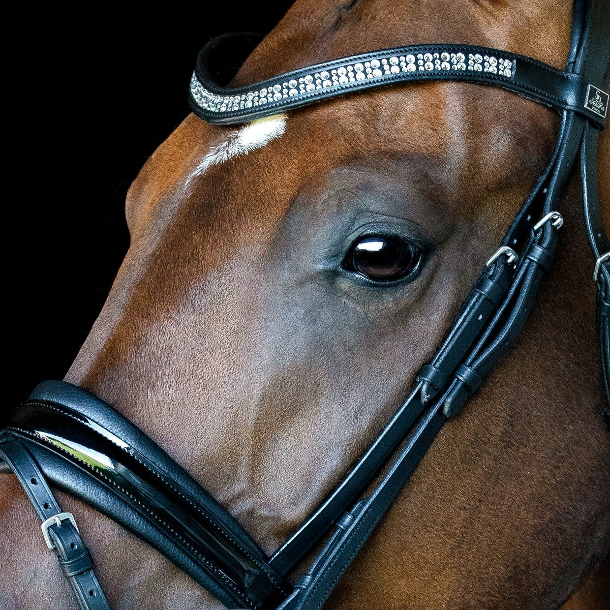 Eastwood Bridle by SD Design - The Dressage Pony Store