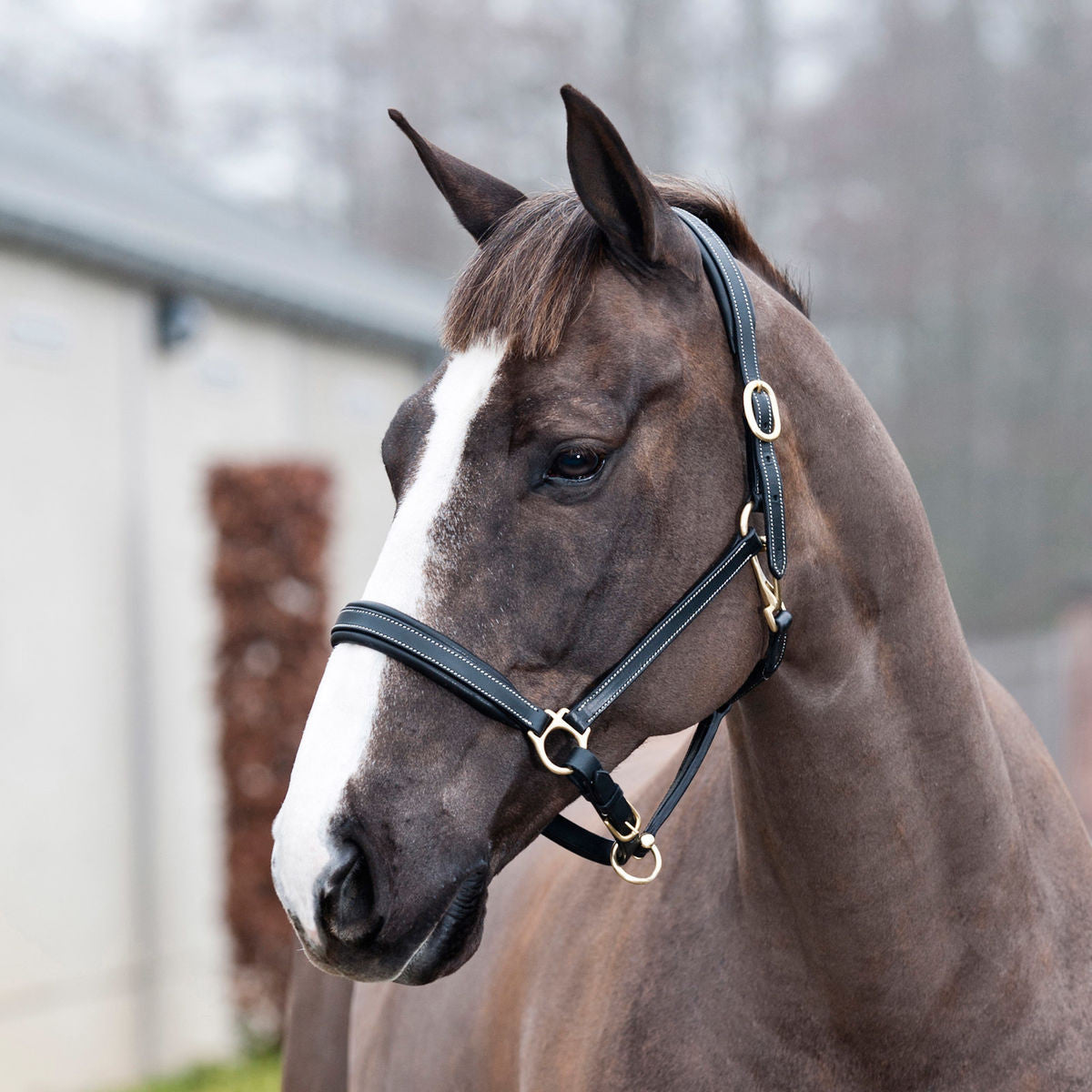 Horze Largo Leather Halter Cob and Pony Size