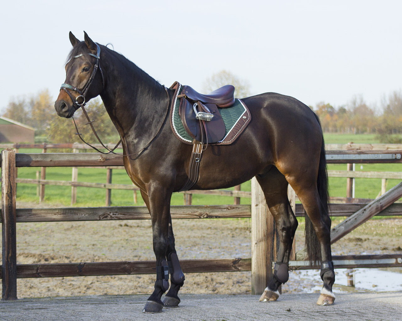 Shiva Saddle Pad QHP