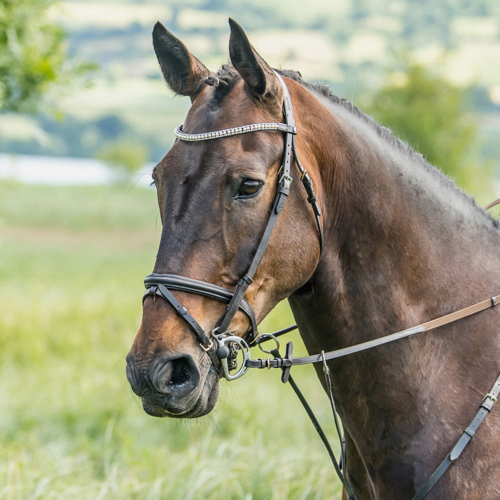 Trajan Snaffle bridle pony size