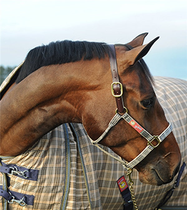 5/A Baker Breakaway halter with leather crown