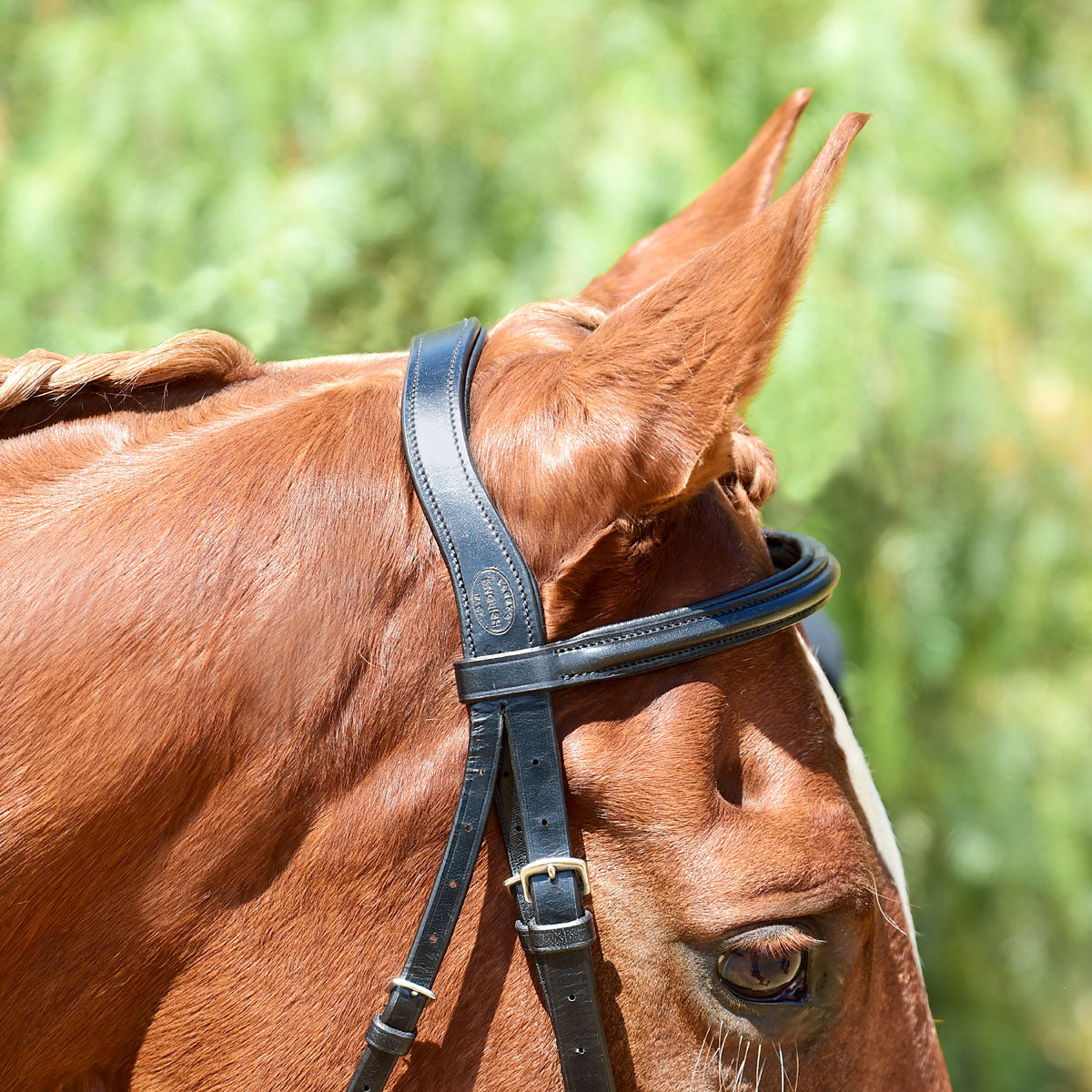 Raised Padded Bridle Bobby's Tack